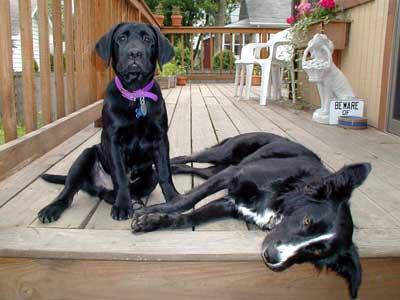 Deck Dogs